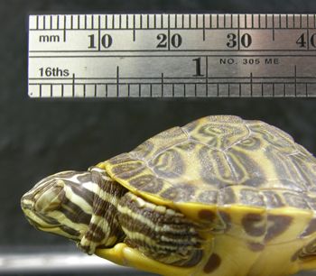 Media type: image; Herpetology R-13936